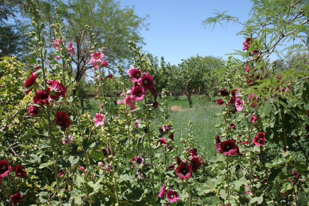 Quinta Adela Bed & Breakfast San Pedro de Atacama Buitenkant foto